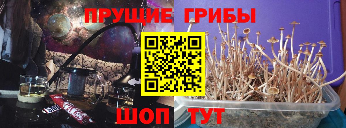 Псилоцибиновые грибы Cubensis Каменка